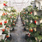 Plantepotter for grønnsaker og frukt