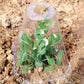 20/30 STK Clear Garden Cloche for planter