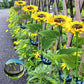 🌻 BEGRENSET TILBUD: 50 % RABATT! ✨ Solsikkelys – automatisk på/av, lyser i 14 timer, IP65-vanntett ☀️